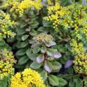 Sedum selskianum