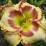 Hemerocallis 'Lady Betty Fretz'