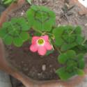 Oxalis tetraphylla