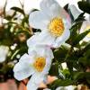 Camellia sasanqua  'Cleopatra White' (camelia invernale)