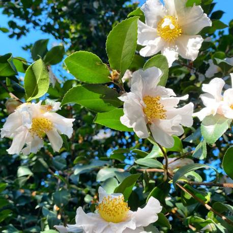 Camellia sasanqua  'Cleopatra White'