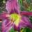 Hemerocallis 'Loth Lorien'