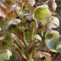 Helleborus x sternii 'Boughton Beauty'