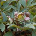 Helleborus x sternii 'Boughton Beauty'