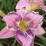 Hemerocallis 'Mildred Mitchell'