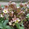 Helleborus × ballardiae 'Candy Love'