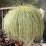 Carex oshimensis 'Evergold'
