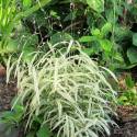Chasmanthium latifolium 'River Mist'
