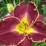 Hemerocallis 'Storm of the Century'