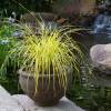 Carex elata “Aurea”