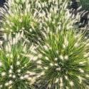 Pennisetum alopecuroides 'Jommenik'