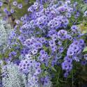 Aster cordifolius 'Little Carlow'