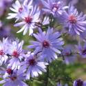 Aster cordifolius 'Little Carlow'