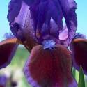 Iris pumila ‘Daring Do’