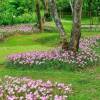 Zephyranthes robusta - carinata (Habranthus robustus)