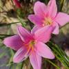 Zephyranthes robusta - carinata (Habranthus robustus)