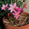 Zephyranthes robusta - carinata (Habranthus robustus)