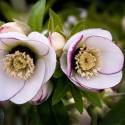 Helleborus orientalis 'Anemone White'