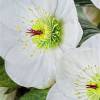 Helleborus orientalis 'Anemone White'