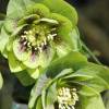 Helleborus orientalis 'Double Green Spotted'
