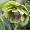 Helleborus orientalis 'Double Green Spotted'
