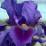 Iris pumila 'Double Lament'