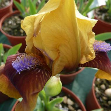 Iris pumila 'Jolly Fellow'