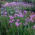 Tulbaghia violacea