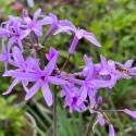 Tulbaghia violacea