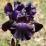 Iris 'Superstition'