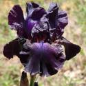 Iris 'Superstition'