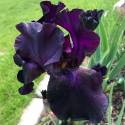Iris 'Superstition'