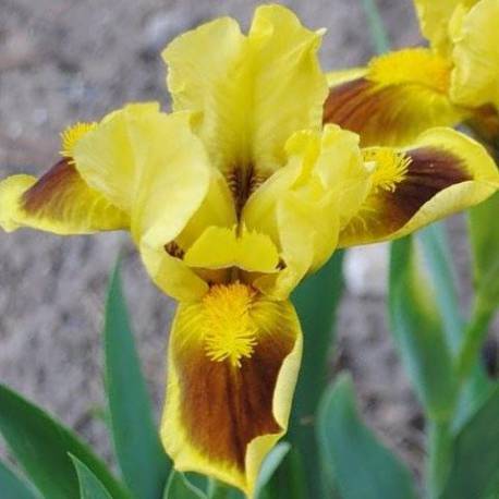 Iris pumila 'Meadow Court'
