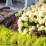 Shaded bedding plants