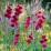Tall herbaceous perennials