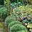 Perennial plants for evergreen borders