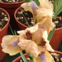 Iris pumila 'Peach Eyes'