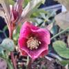 Helleborus 'Pink Speckled'