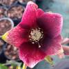 Helleborus 'Pink Speckled'