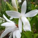 Bletilla striata 'Alba'