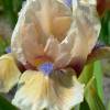 Iris pumila 'Peach Eyes'