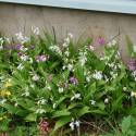 Bletilla striata 'Alba'