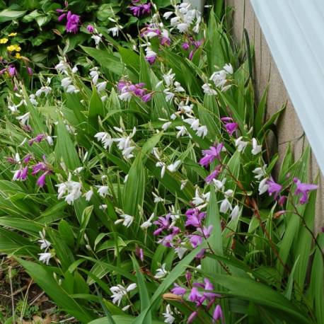 Flowering outdoor orchids