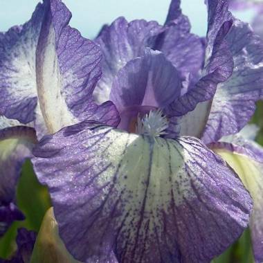 Iris pumila 'Petite Polka'