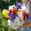 Mixed flowerbed of Iris germanica (tall)