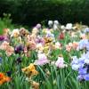 Mixed flowerbed of Iris germanica (tall)