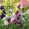 Mixed flowerbed of Iris germanica (tall)