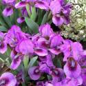Iris pumila 'Yo Yo'