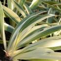 Iris japonica 'Variegata'