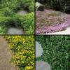 Evergreen ground cover plants